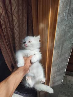 Persian kitten for sale triple coated semi punch white female