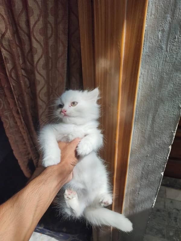 Persian kitten for sale triple coated semi punch white female 0