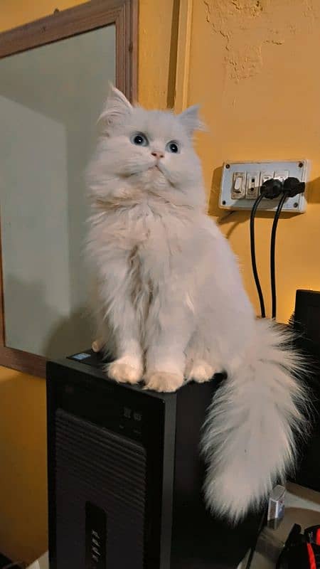 Blue eyes triple coated persian cat 0