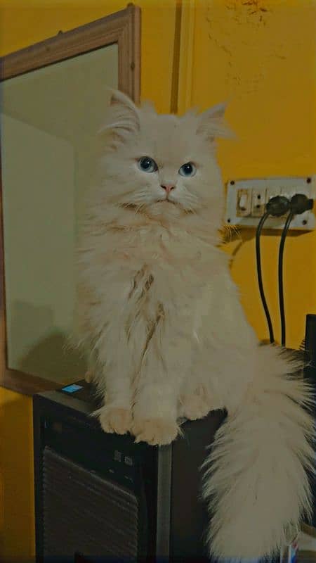 Blue eyes triple coated persian cat 2