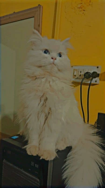 Blue eyes triple coated persian cat 3