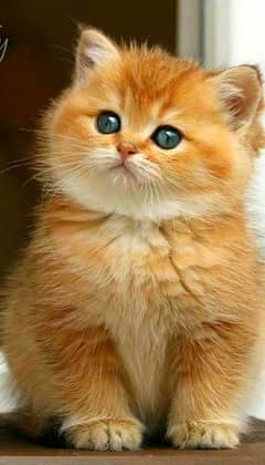 very nice and healthy cat