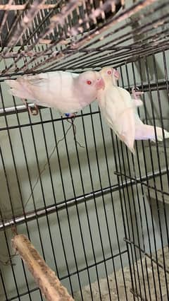 albino red eyes 100% breader pair good size 030848614O7 WhatsApp