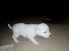 pesti puppy female