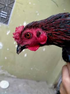 asset pullet (patha) for sale 0