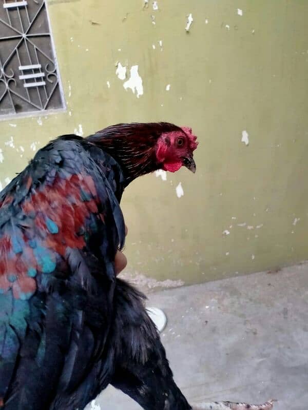 asset pullet (patha) for sale 2