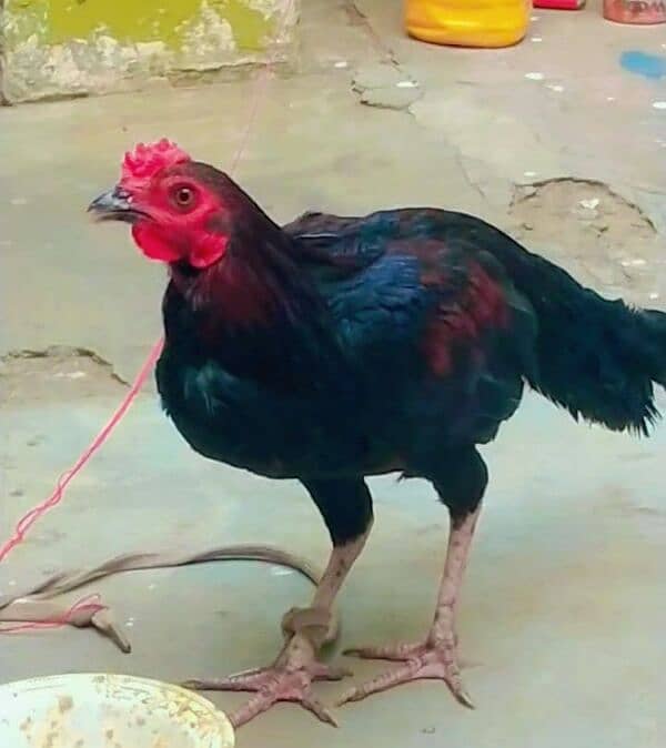 asset pullet (patha) for sale 3