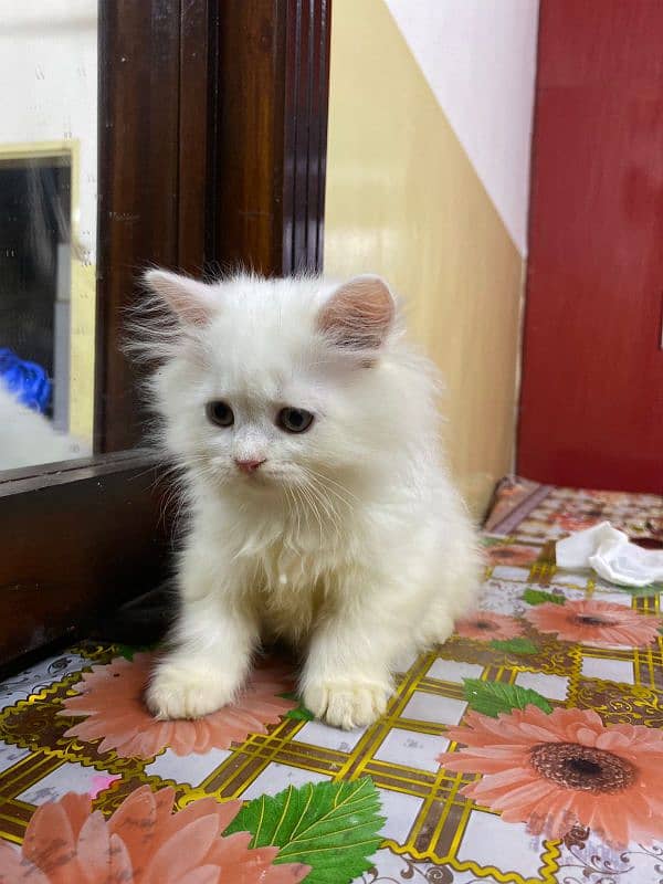 persian cat 2