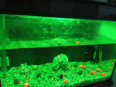 Aquarium for sale 3X1.5 ft