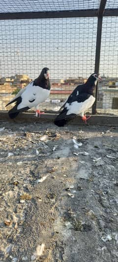 Black and white fancy pigeon