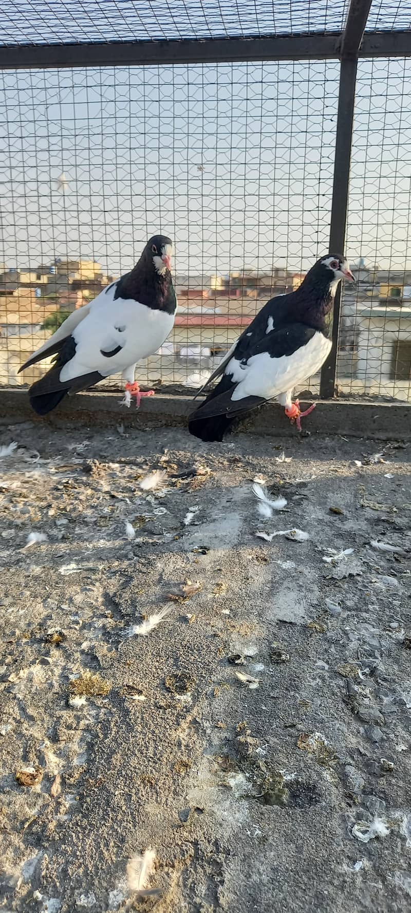 Black and white fancy pigeon 0