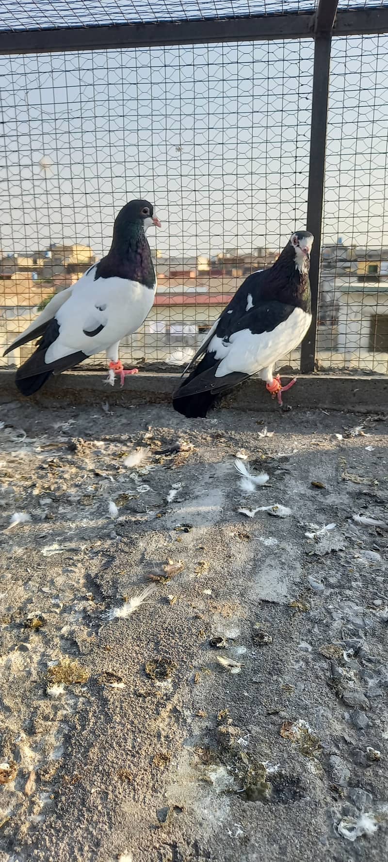 Black and white fancy pigeon 1