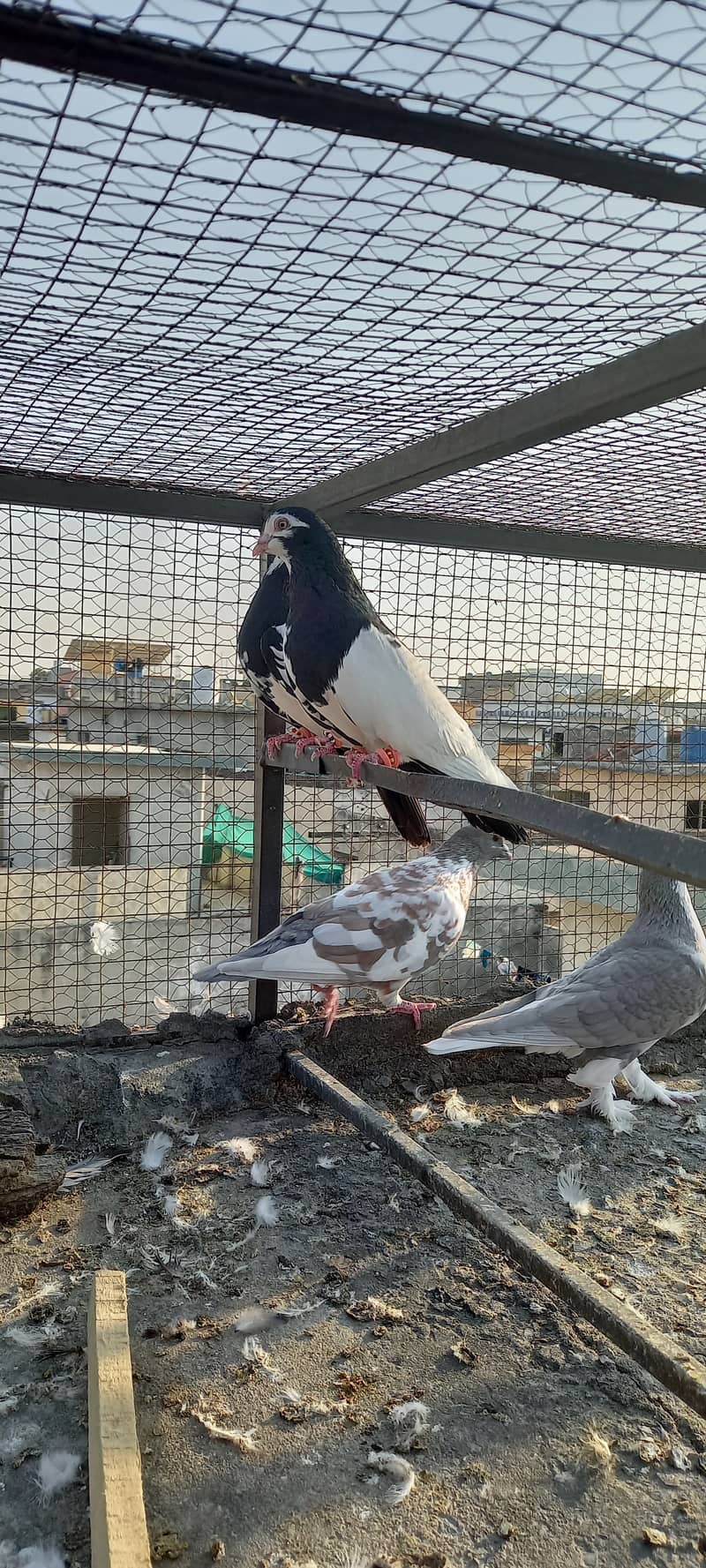 Black and white fancy pigeon 2