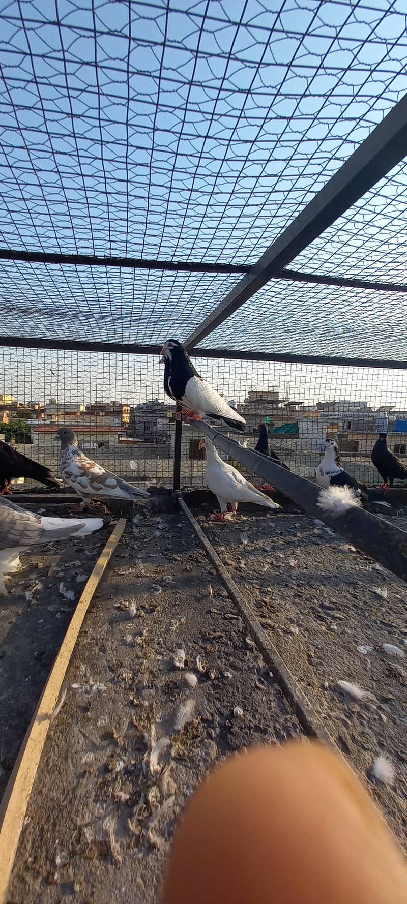 Black and white fancy pigeon 3