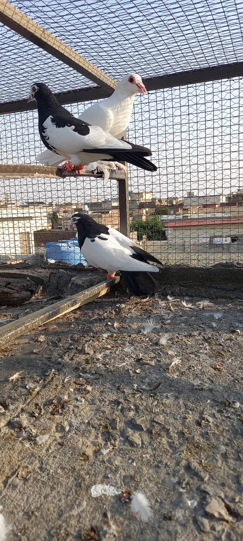 Black and white fancy pigeon 4