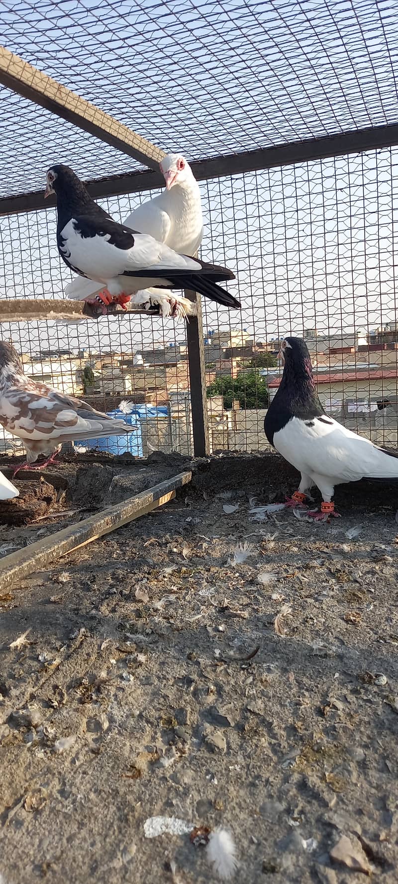 Black and white fancy pigeon 5