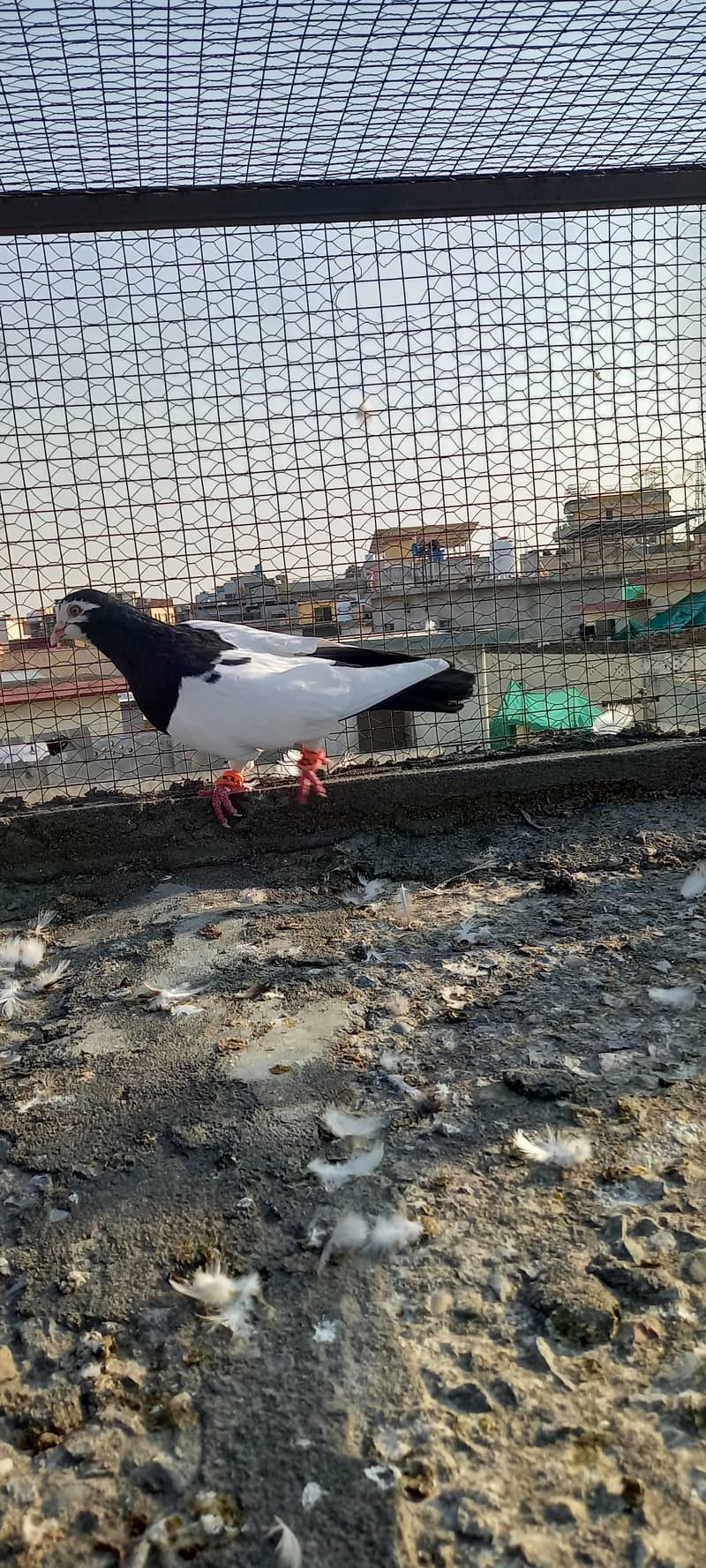 Black and white fancy pigeon 6