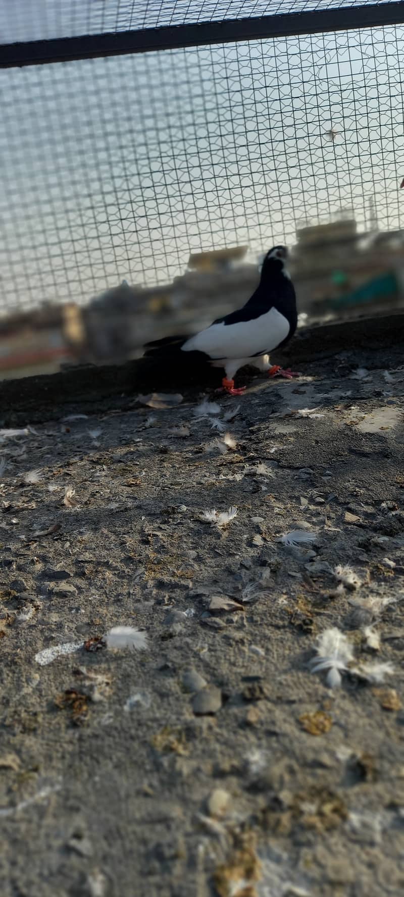 Black and white fancy pigeon 7