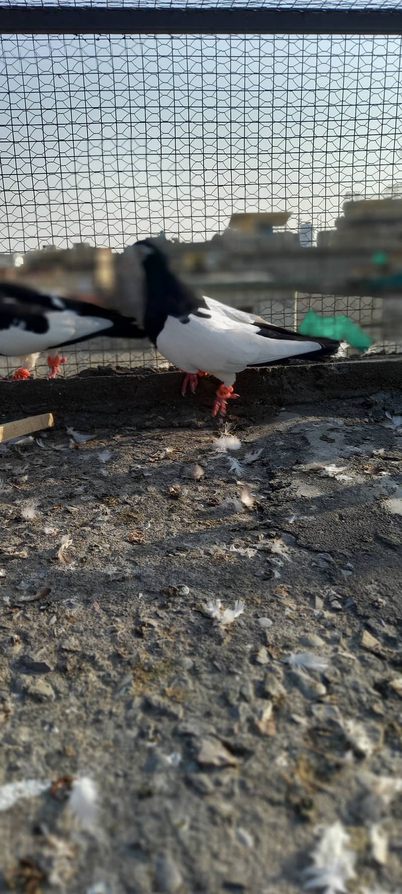 Black and white fancy pigeon 8