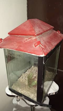 Fish Aquarium