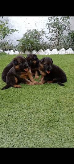 German shepherd long coat puppies