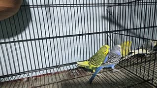 budgie pair red eye split 0