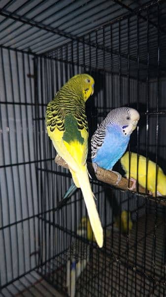 budgie pair red eye split 1