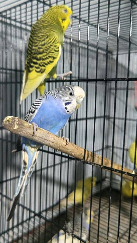 budgie pair red eye split 2