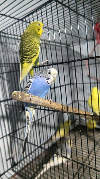 budgie pair red eye split 3