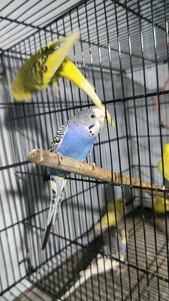 budgie pair red eye split 5