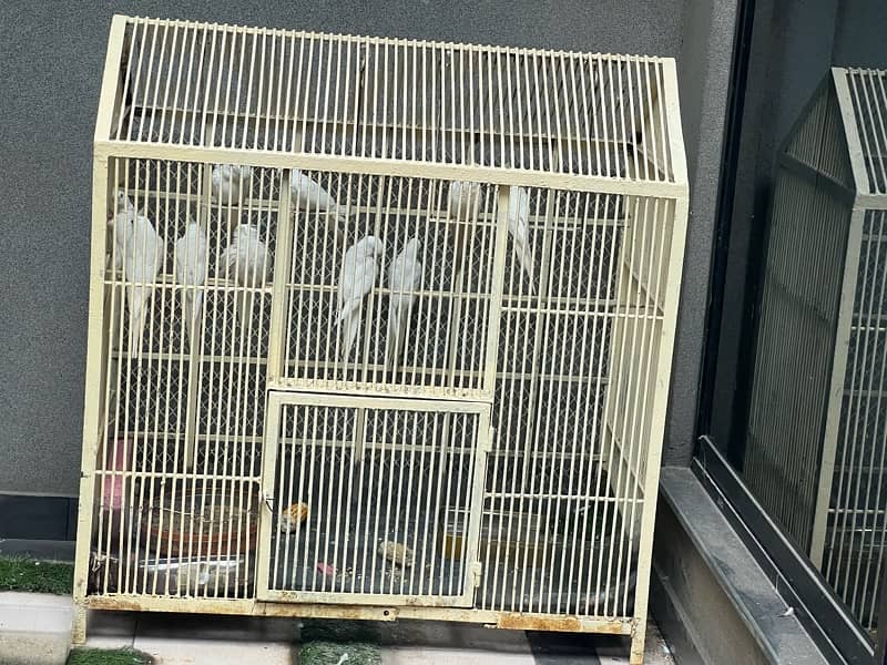 heavy Colony Cage for sale 0