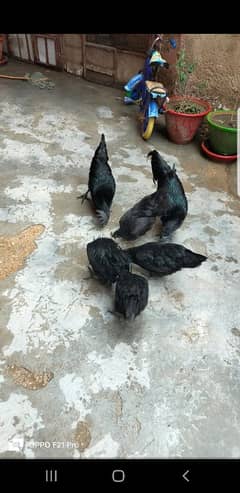 ayam cemani fertile eggs