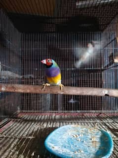 Gouldian Finch Adult Male for Sale