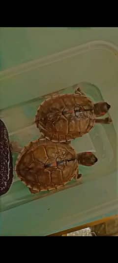 Red eared slider Turtles (pair) mini 0