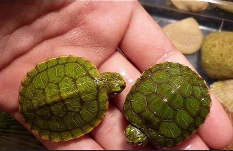 Red eared slider Turtles (pair) mini 1