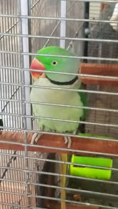 raw parrot jmboo size breeder male