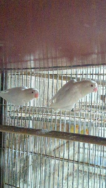 ALBINO RED EYES PAIR 1