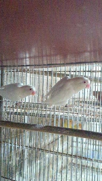 ALBINO RED EYES PAIR 2