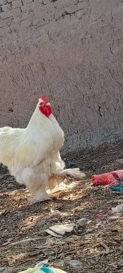 gholden havey buf white havey buf eggs available