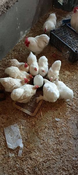 gholden havey buf white havey buf eggs available 14