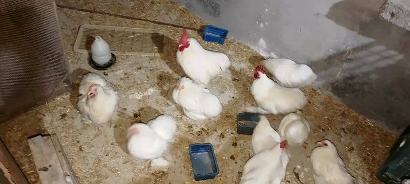 gholden havey buf white havey buf eggs available 18