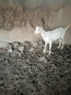 I want to sell female goat 0