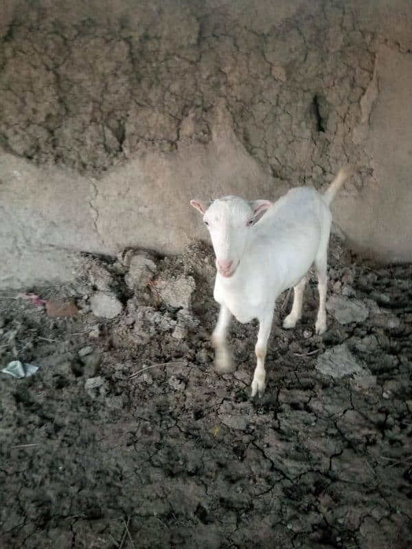 I want to sell female goat 1