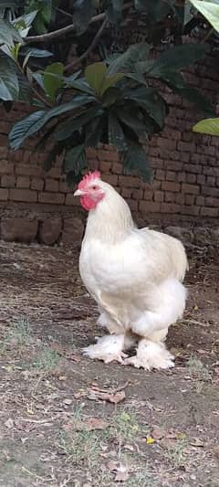 gholden havey buf white havey buf eggs available