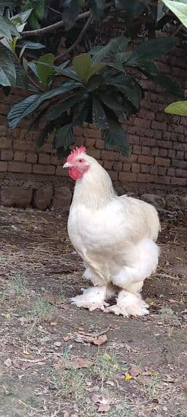 gholden havey buf white havey buf eggs available 0