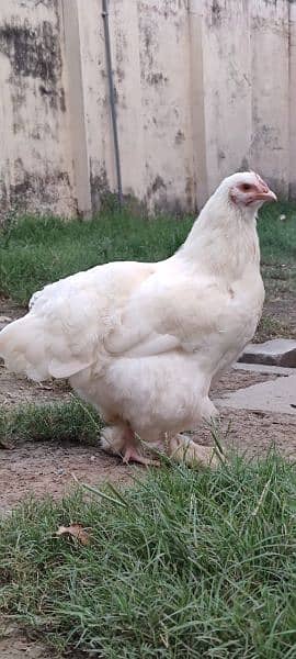 gholden havey buf white havey buf eggs available 3