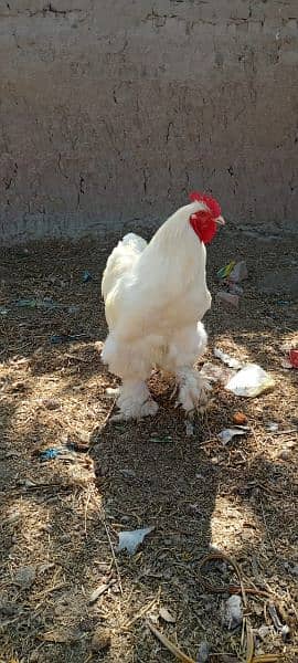 gholden havey buf white havey buf eggs available 19