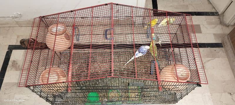 birds only cage KY price alag hn 1