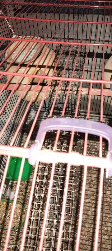 birds only cage KY price alag hn 3