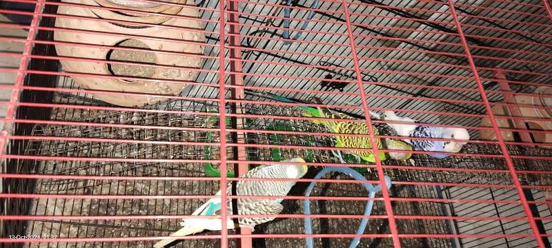 birds only cage KY price alag hn 4